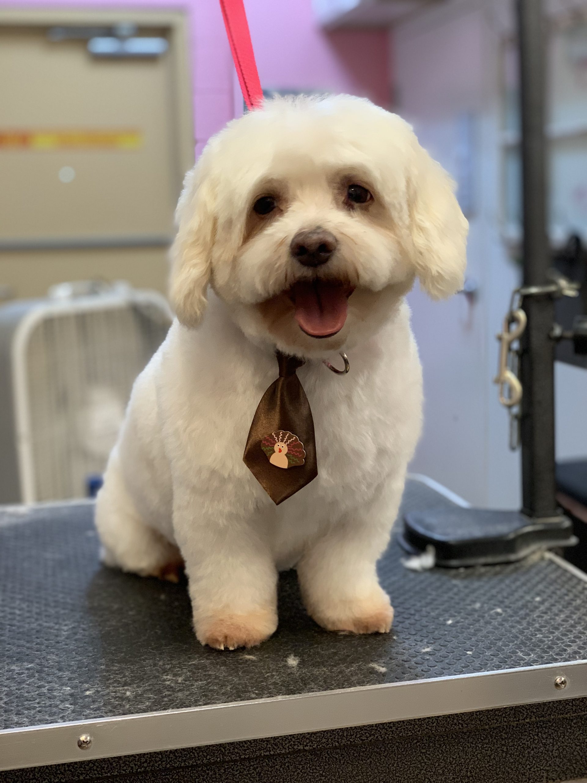 Dog Grooming in West Palm Beach